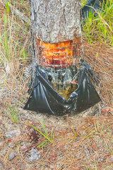 Pinus elliottii sap extraction at Lagoa dos Patos lake