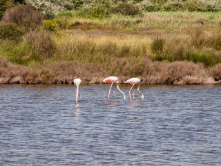 Bouches-du-Rhone; France, Europe. June 13th 2013. Pink flamingo in natural lake at Bouches-du-Rhone; France, Europe
