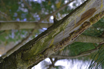Cedar branch with tar