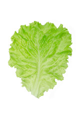 Salad leaf. Lettuce isolated on white background.