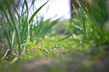 Spring green grass, spice plantation. Garlic is grown in the garden. Blur bokeh background