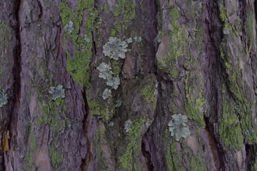 Bark of pine with lichen and moss background texture