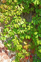 Wall covered with green parthenocissus