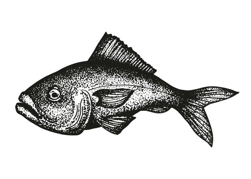 grouper fish sketch vector