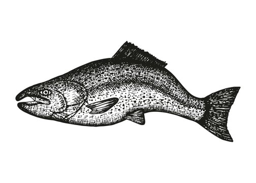 Trout fish vector sketch