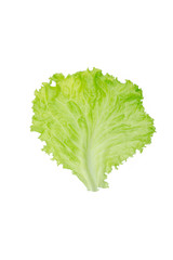 Fototapeta na wymiar Salad leaf. Lettuce isolated on white background.
