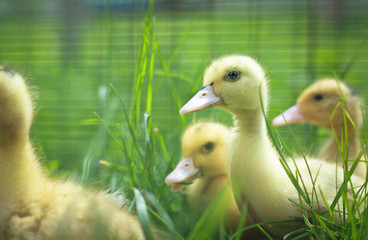Seed small ducks and geese on the green grass. Farm in the village area. Background