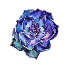 Obraz premium Wildflower succulentus flower in a watercolor style isolated.