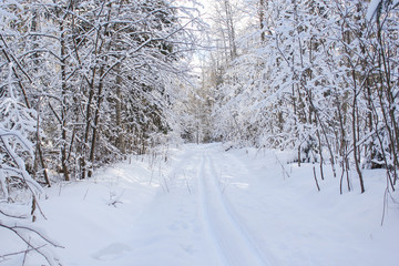 Ski track in winter forest.