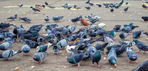 Pigeons eating food on alley in the park