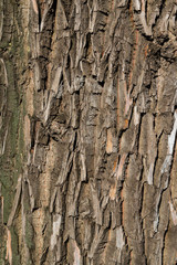 Tree Bark