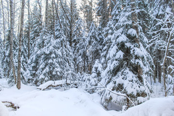 Fototapeta na wymiar Wild snowy forest.