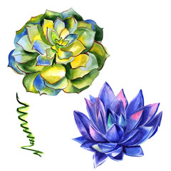 Wildflower succulentus flower in a watercolor style isolated.