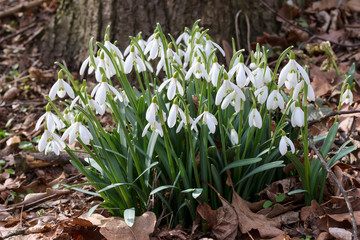 Detail of the bunch of snowdrops