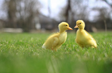 Seed small ducks and geese on the green grass. Farm in the village area. Background