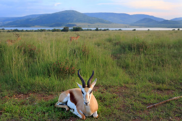 antylopa Springbok w parku narodowym Pilanesberg © andrzej_67