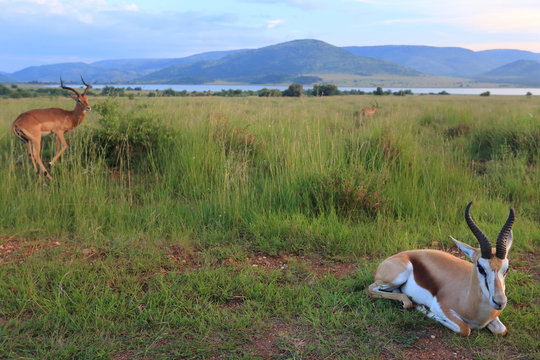 Fototapeta Antylopy impala i antylopy Springbok w parku narodowym Pilanesberg