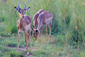 Antylopy impala zwyczajna w parku narodowym Pilanesberg © andrzej_67