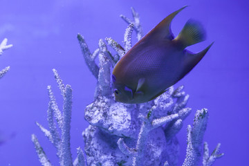 Queen angelfish floats down