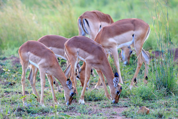 Antylopy impala zwyczajna w parku narodowym Pilanesberg © andrzej_67