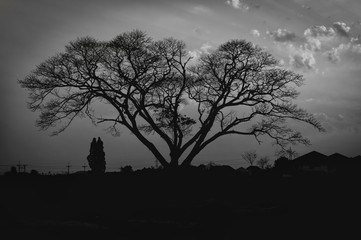 Tree silhouette in city dark tone.