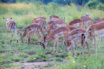 Antylopy impala zwyczajna w parku narodowym Pilanesberg © andrzej_67