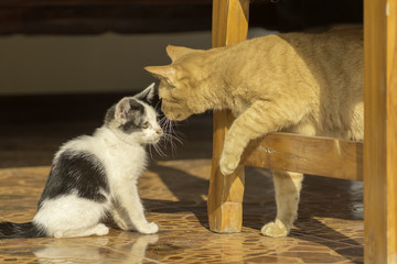 Big cats and small cats are sniffing each other.
