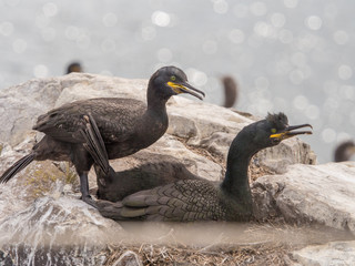 Shags on the Farne Islands bird sanctuary, Northumberland, UK