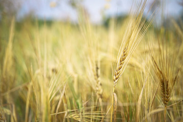 Ripe yellow oats in the field. The grain harvest in the summer. View background