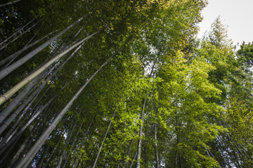 Fototapeta na wymiar Bamboo forest at Hokokuji temple, Kamakura, Kanagawa, Japan
