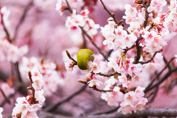 The Japanese White eye.The background is winter cherry blossoms. Located in Tokyo Prefecture Japan.