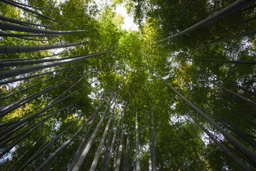 Bamboo forest at Hokokuji temple, Kamakura, Kanagawa, Japan