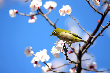 梅とメジロ