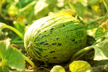 Fresh Melon