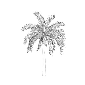 Palm tree. Isolated on white background. Vector outline illustration.