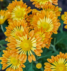 Amber and champagn color petal chrysanthemum flower blooming.