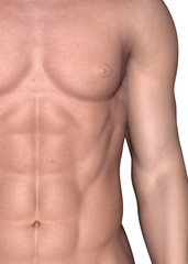 Fototapeta premium Male Muscle - 3D