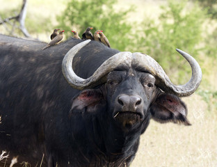 Naklejka premium Buffalo