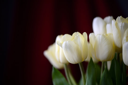 Bouquet of light-yellow tulips on a dark red background