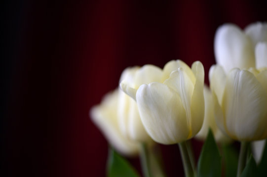 Bouquet of light-yellow tulips on a dark red background
