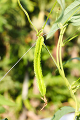 young pea