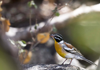 Golden Breasted bunting