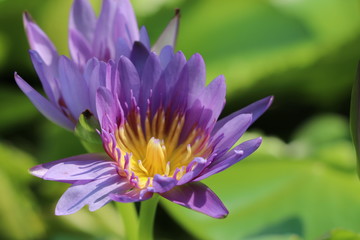 Purple lotus flower in the pond