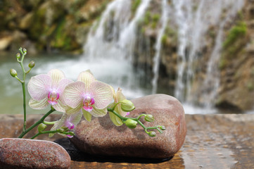  orchid  with stone
