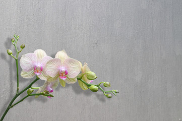 Naklejka na ściany i meble orchid on gray background