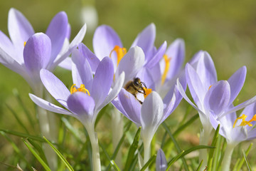 Frühling mit Krokus und Biene