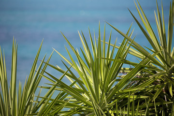 Obraz premium The sea through the vegetation in Antigua