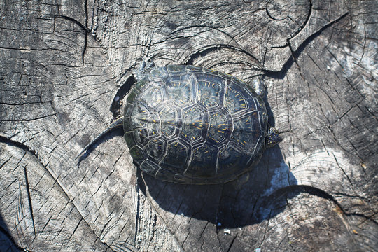 Turtle shell on top of the cracked surface. wood texture on a stump with animal