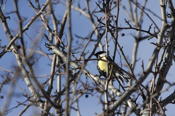 Mésange charbonnière perchée sur un arbre, Parus major