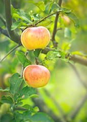 Growing red apple on tree in the sun. Autumn harvest of fruits. Beautiful summer background